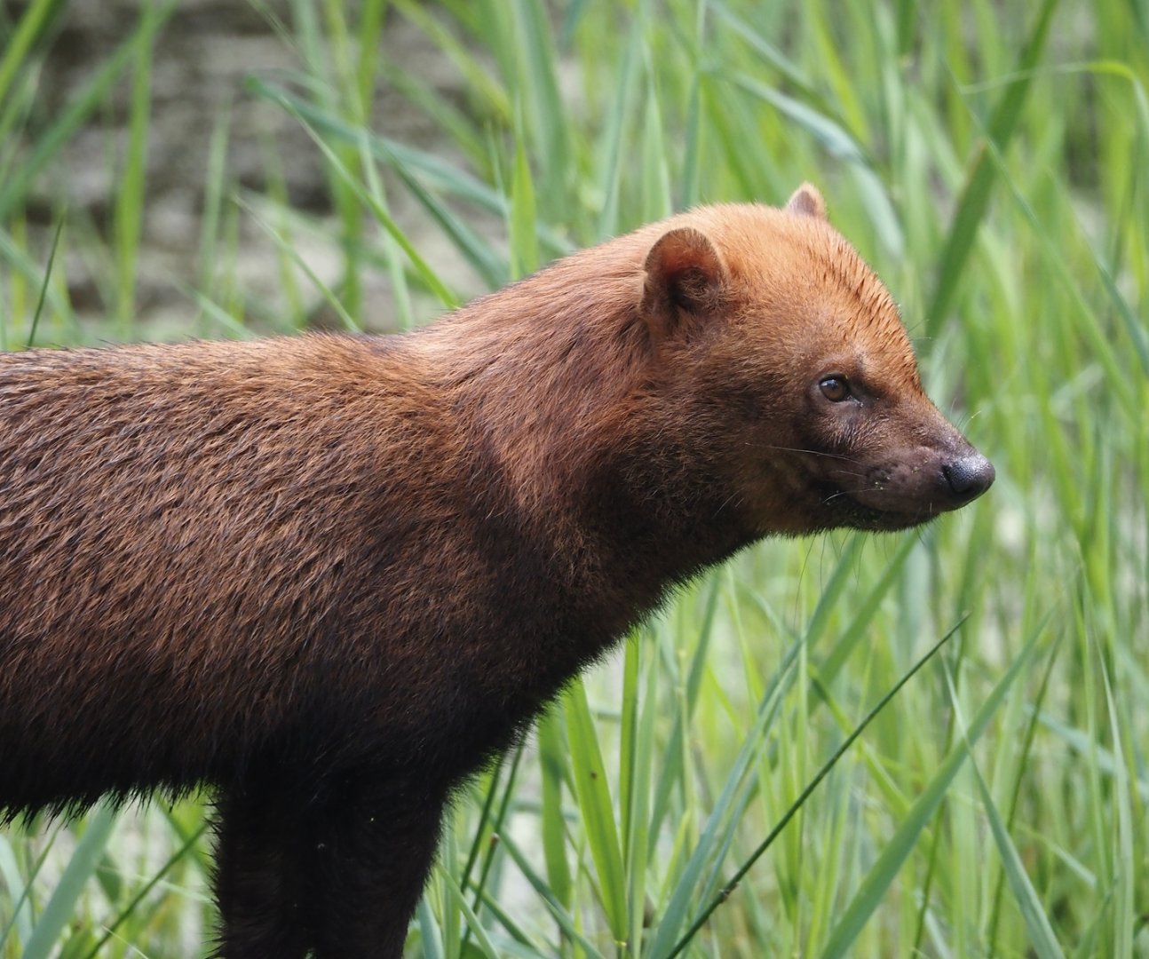 Bush dog (Speothos venaticus), 2024-08-21