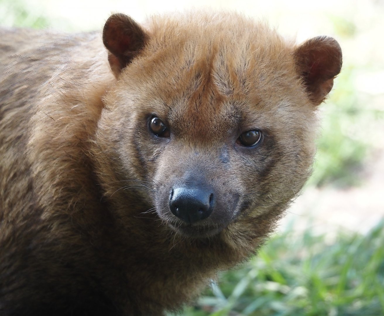 Bush dog (Speothos venaticus), 2025-04-12