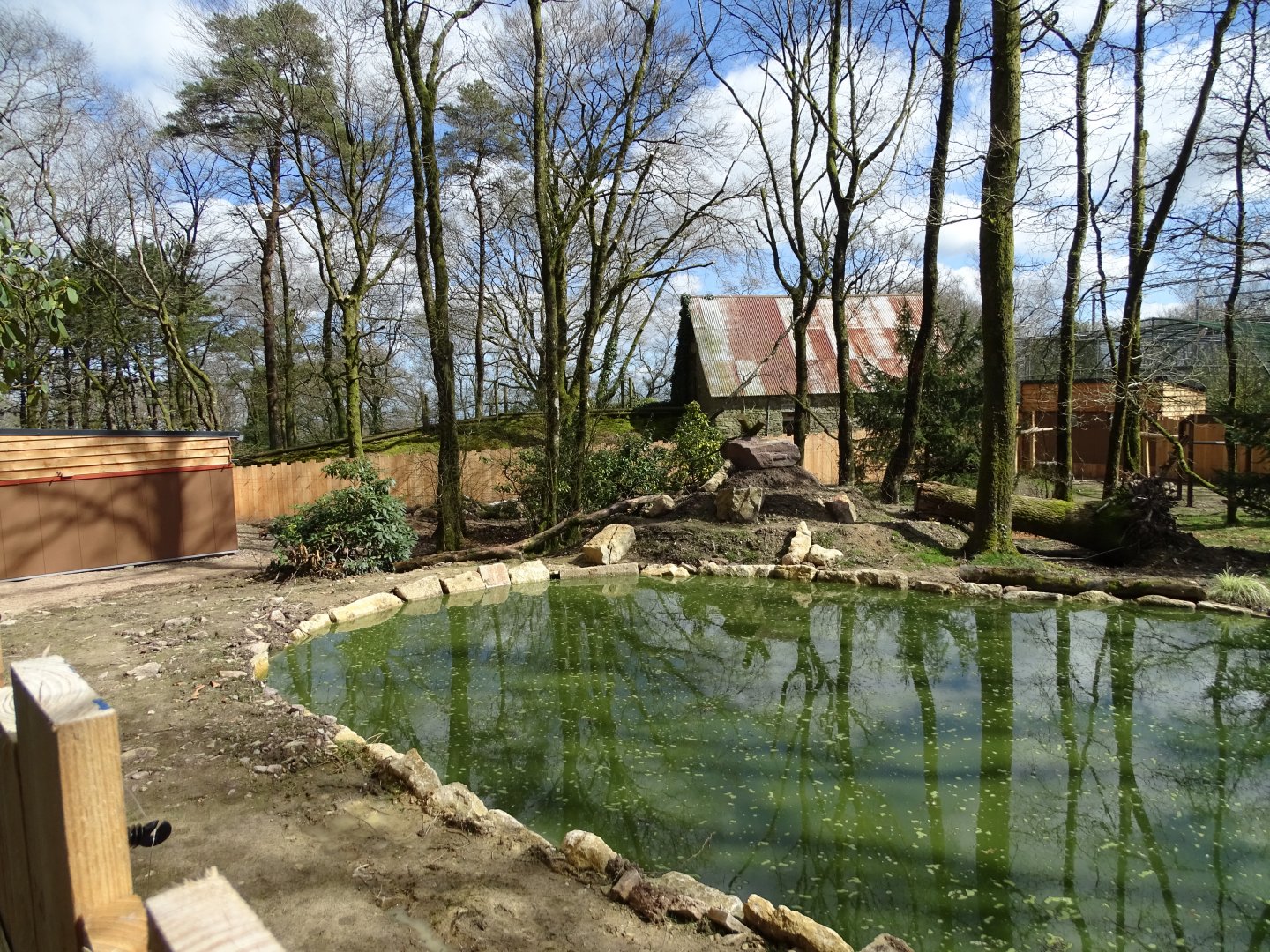Bush dog (Speothos venaticus) and South American coati (Nasua nasua) exhibit