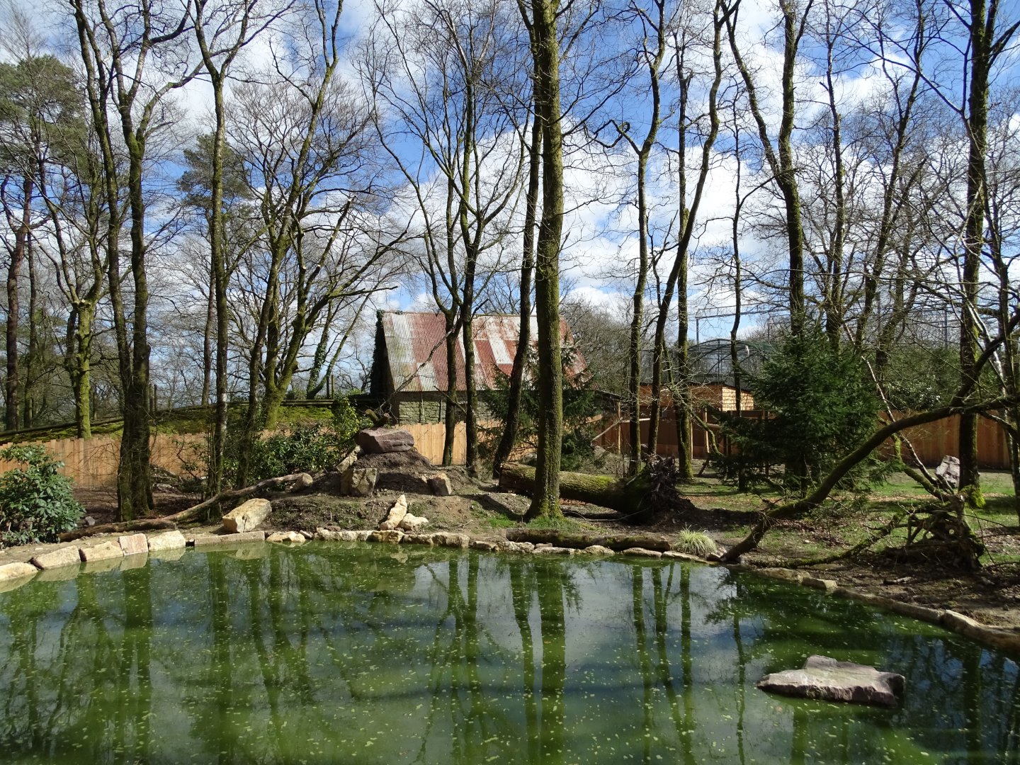 Bush dog (Speothos venaticus) and South American coati (Nasua nasua) exhibit