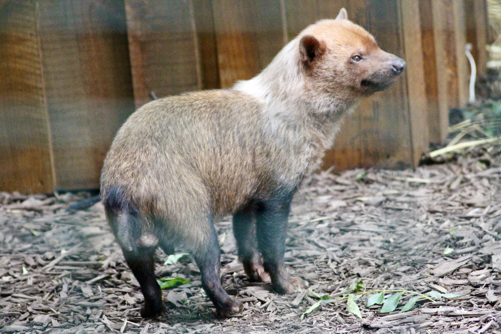 Bush dog (Speothos venaticus) at Emerald Park - 21/07/2023