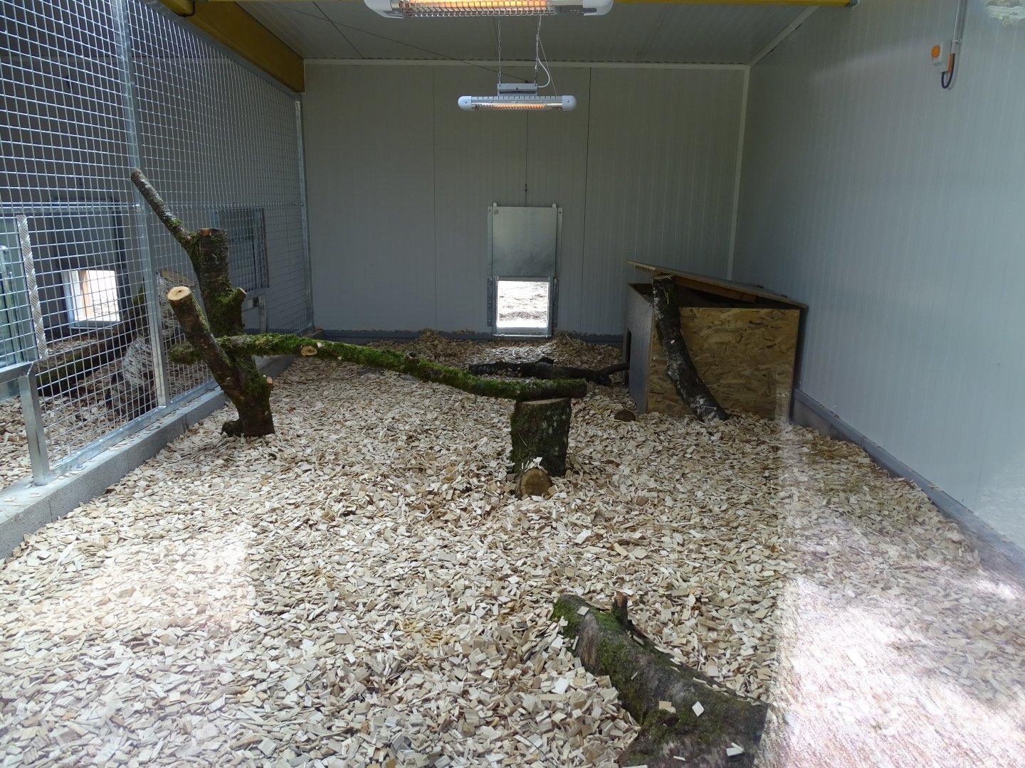 Bush dog (Speothos venaticus) indoor exhibit