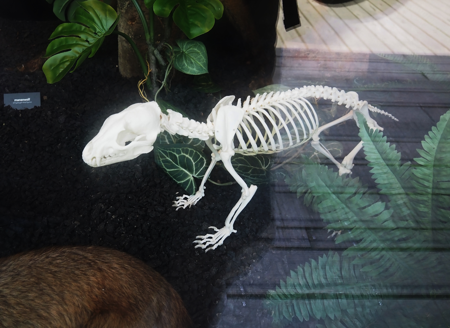 Bush dog (Speothos venaticus) skeleton, 2024-08-21