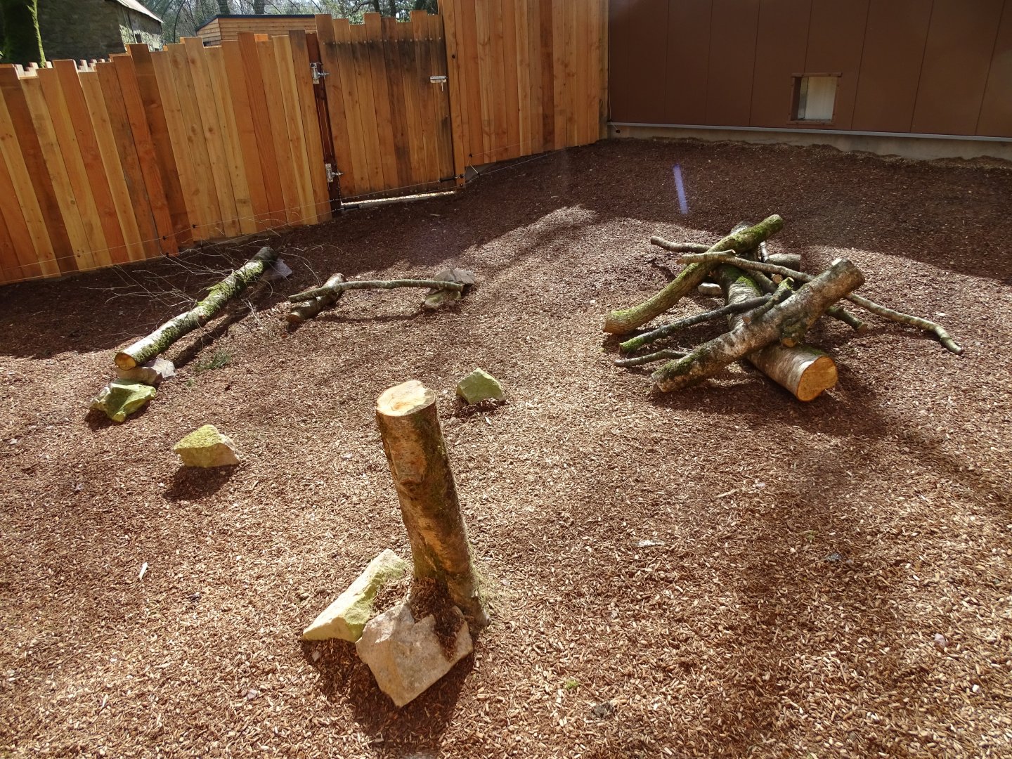 Bush dog (Speothos venaticus) small exhibit (off show)