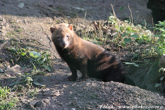 Bush dog (Speothos venaticus)