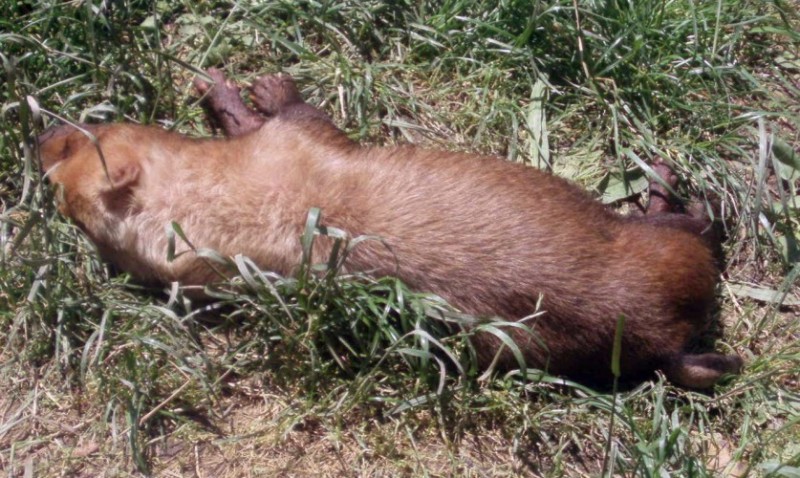 Bush Dog (Speothos venaticus)