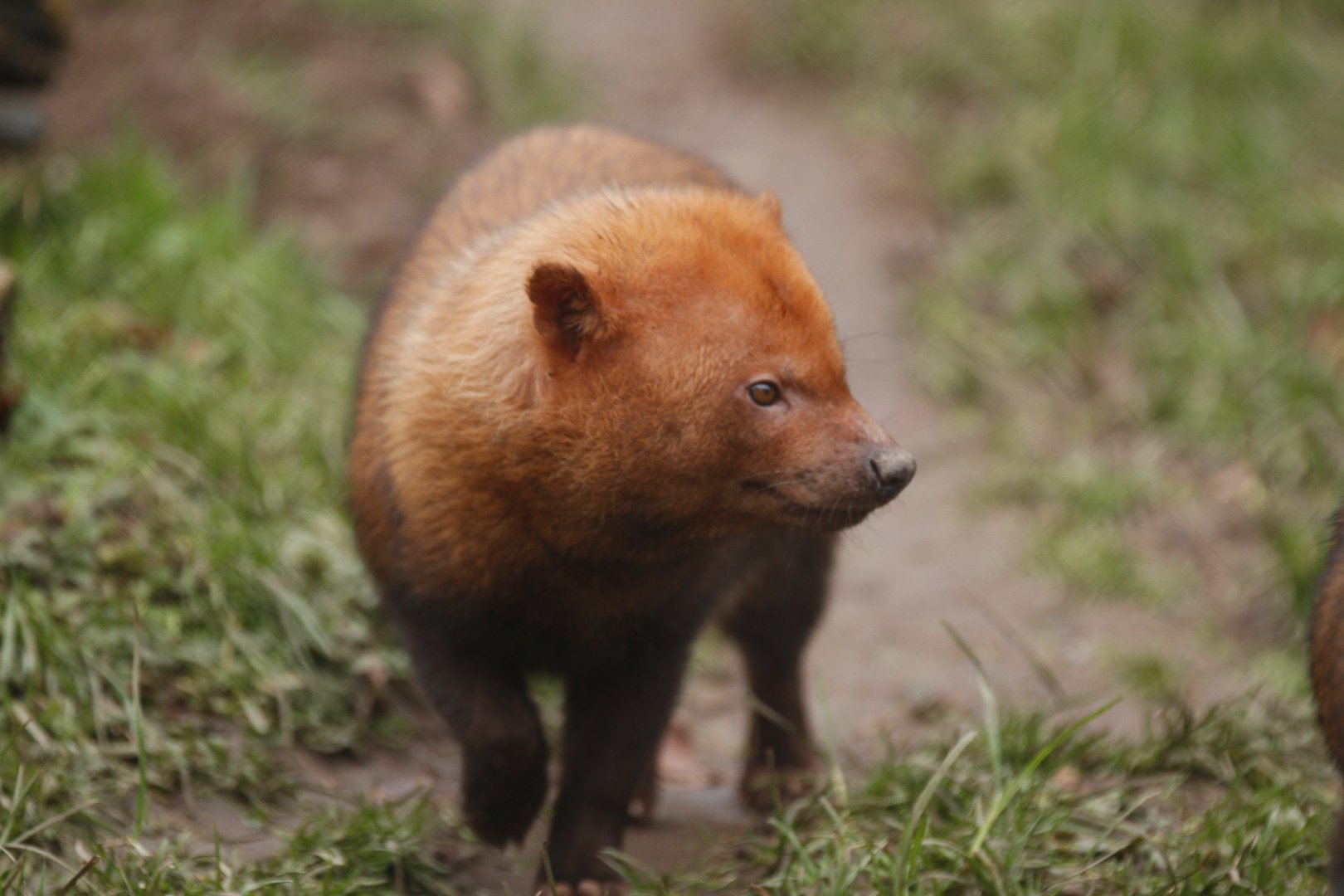 Bush dog  (Speothos venaticus)
