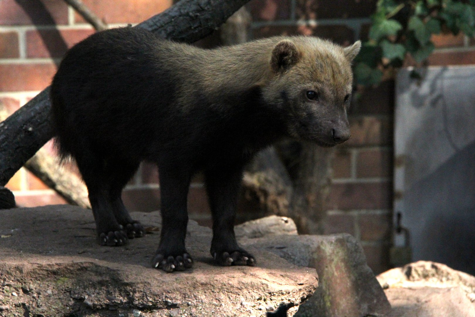 bush dog (Speothos venaticus)