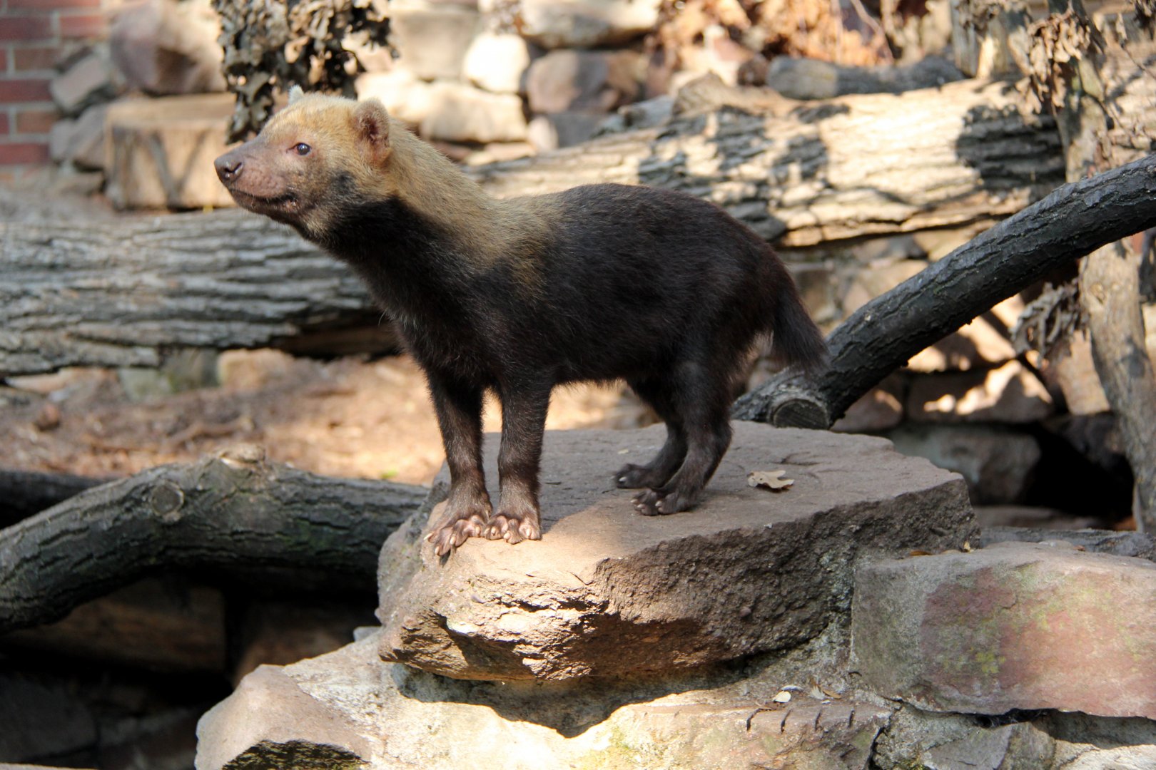 bush dog (Speothos venaticus)
