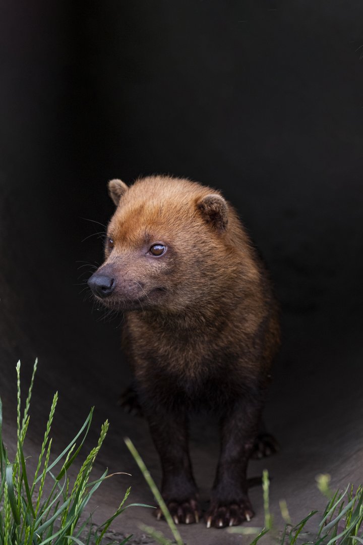 Bush dog (Speothos venaticus)