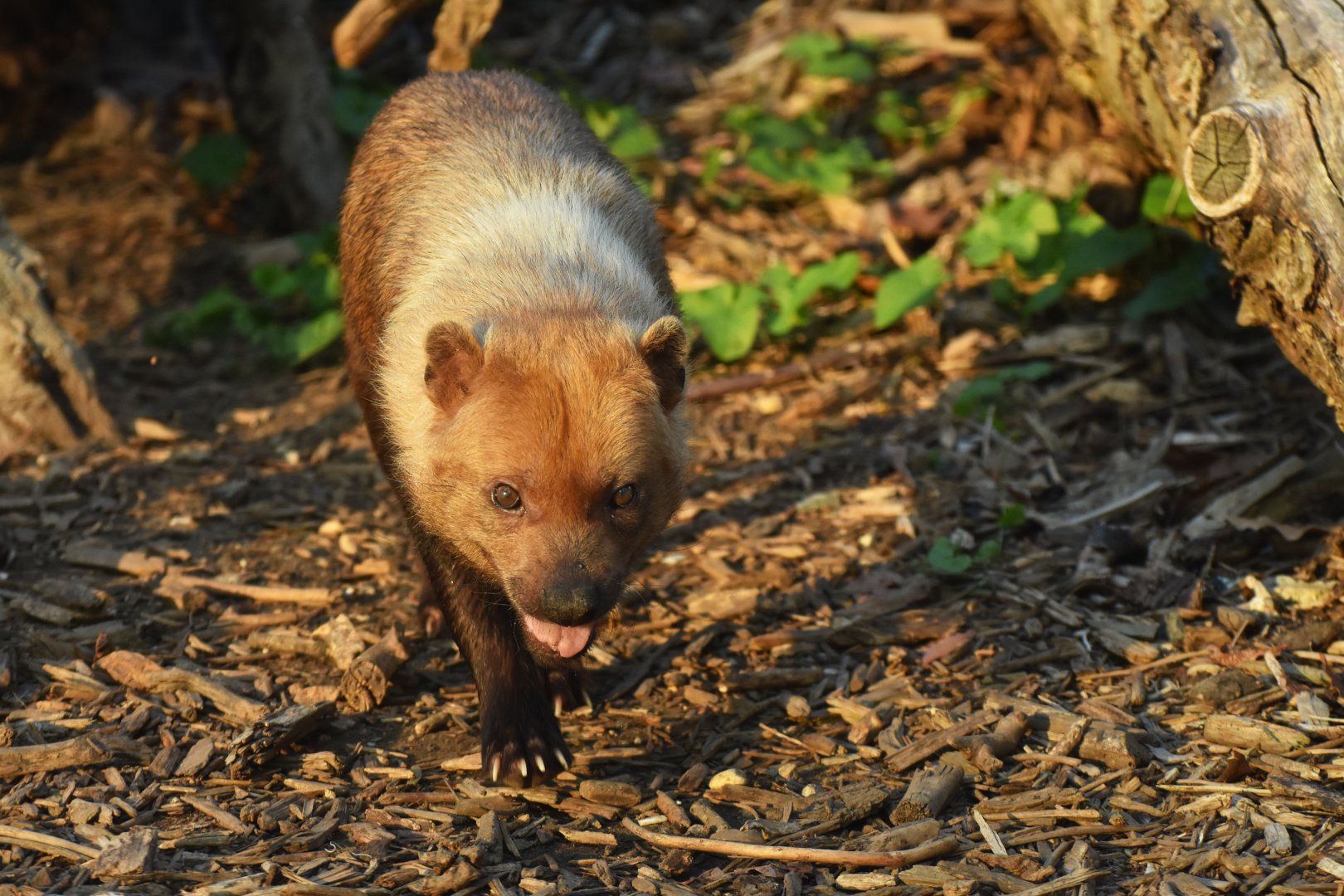 Bush dog (Speothos venaticus)
