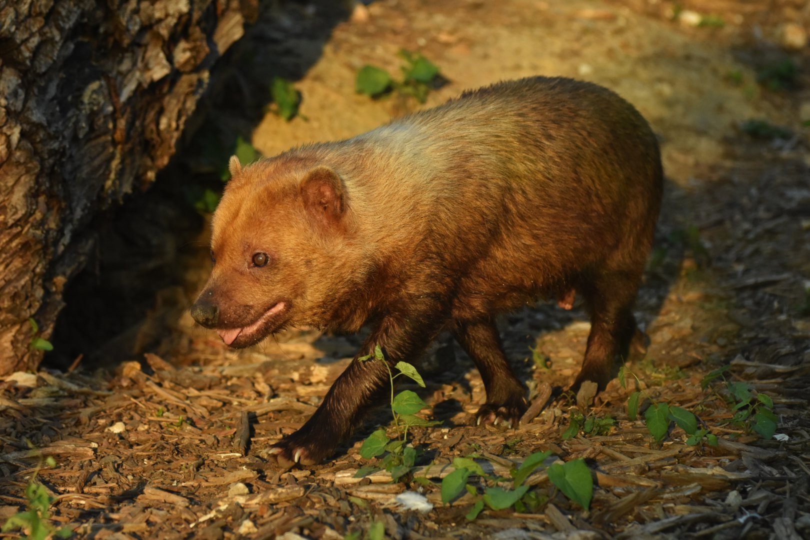 Bush dog (Speothos venaticus)