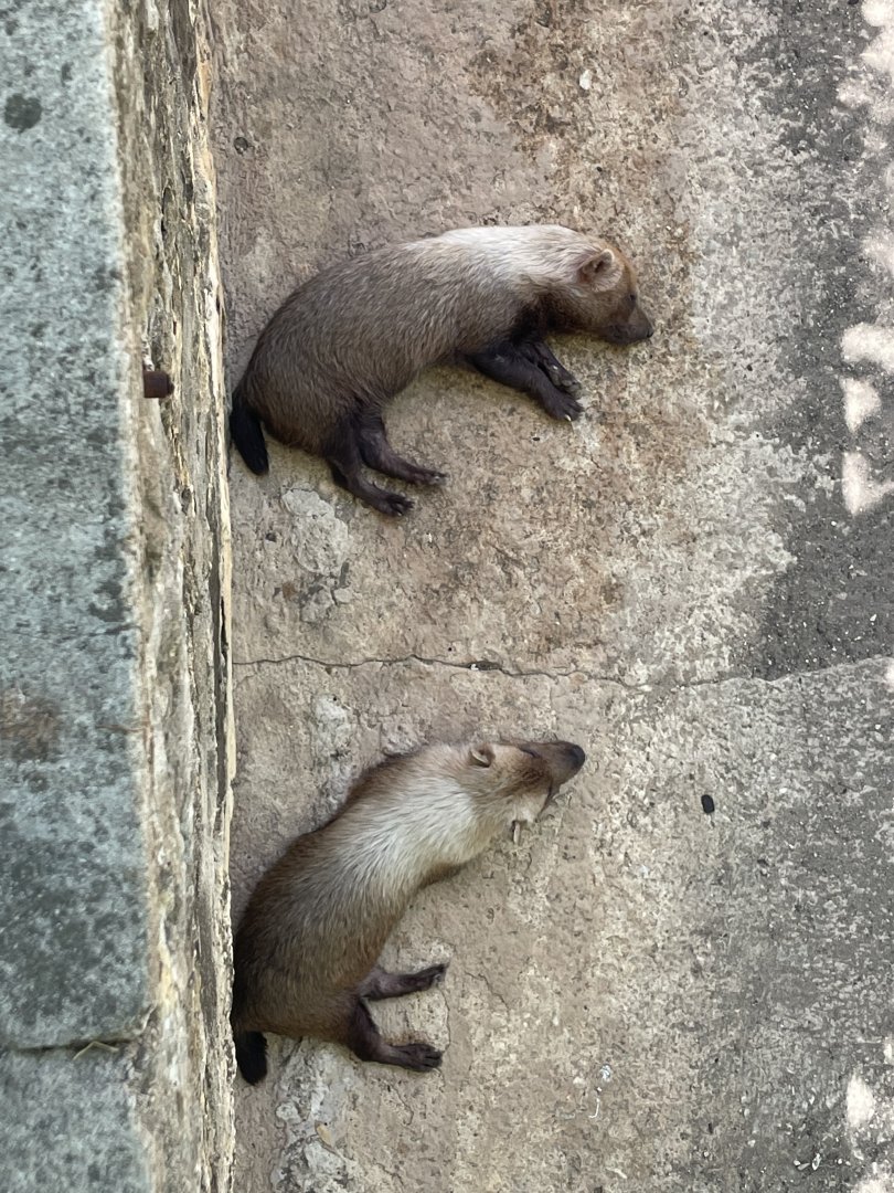 Bush dog (Speothos venaticus)