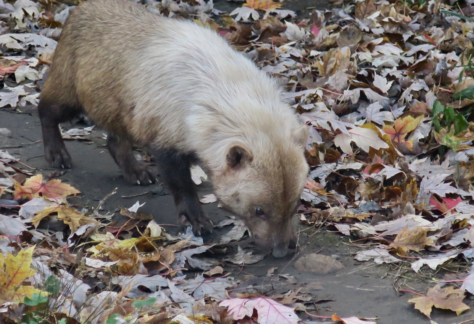 Bush Dog (Speothos venaticus)