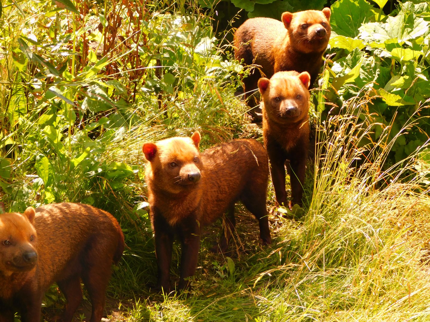 Bush Dog (Speothos venaticus)