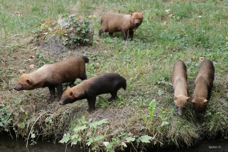 Bush dog (Speothos venaticus)
