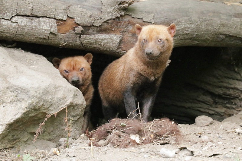 Bush dog (Speothos venaticus)