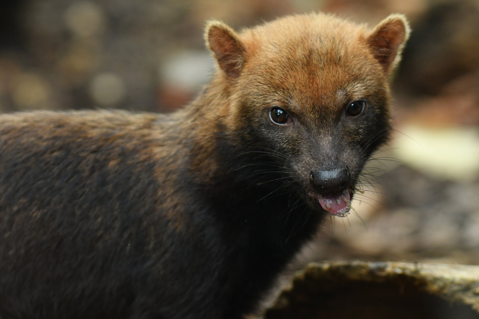 Bush dog (Speothos venaticus)