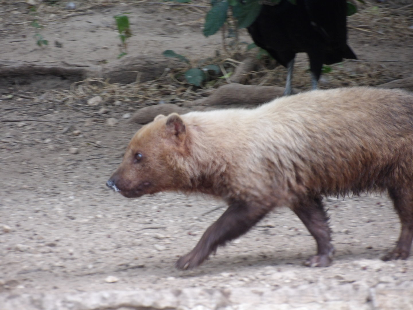 Bush Dog(Speothos venaticus)