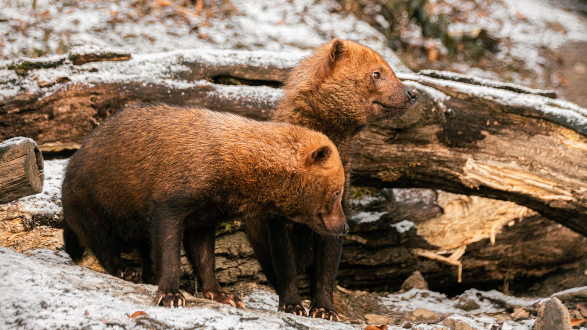 Bush dog (Speothos venaticus)