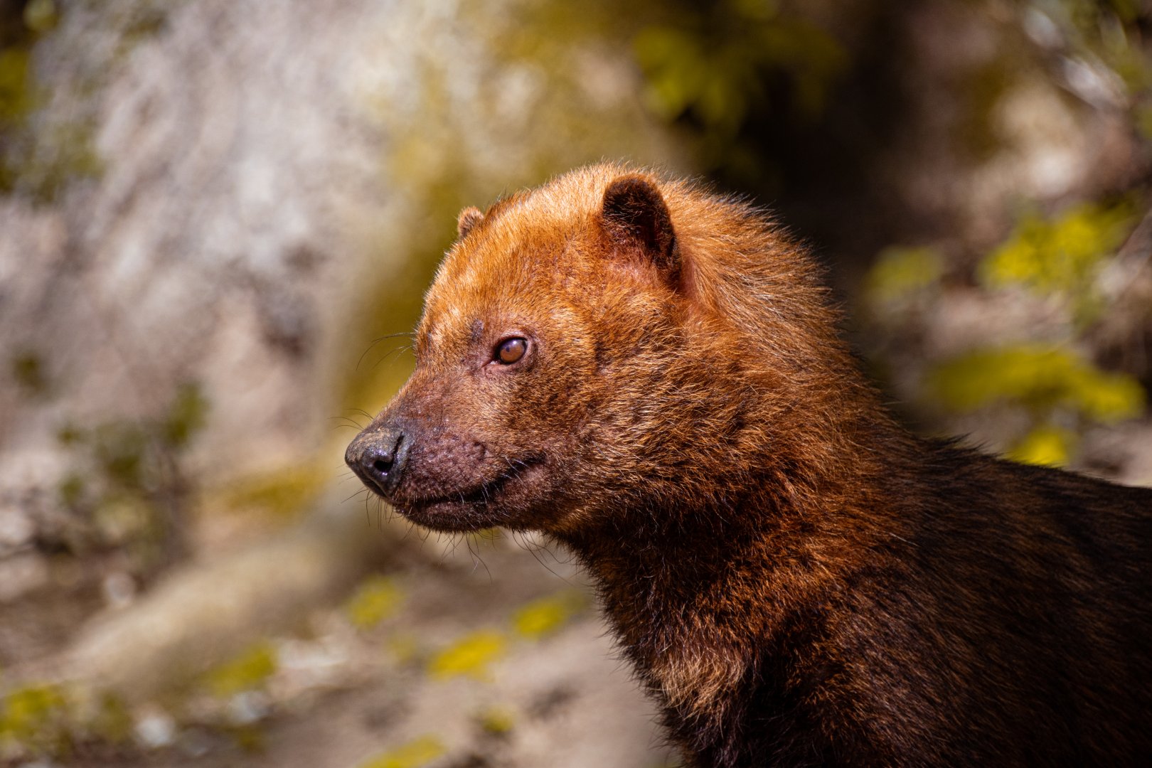 Bush dog (Speothos venaticus)
