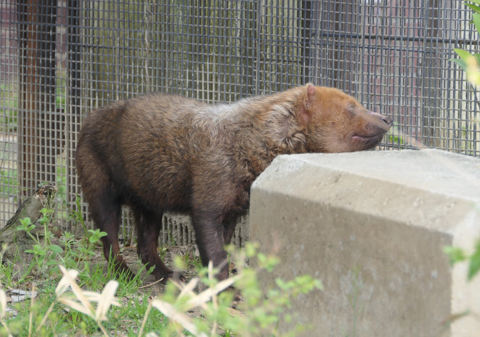 Bush Dog (Speothos venaticus)