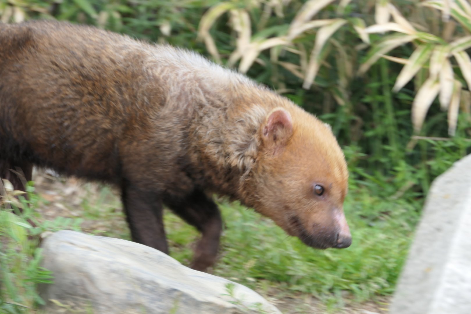 Bush Dog (Speothos venaticus)