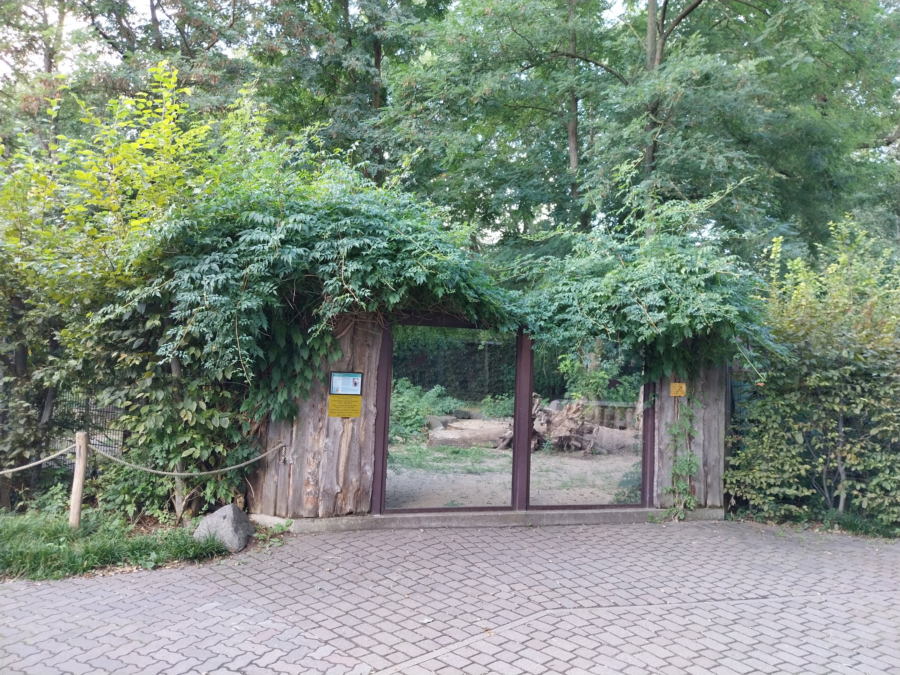 Bush Dog (Speothos venaticus)