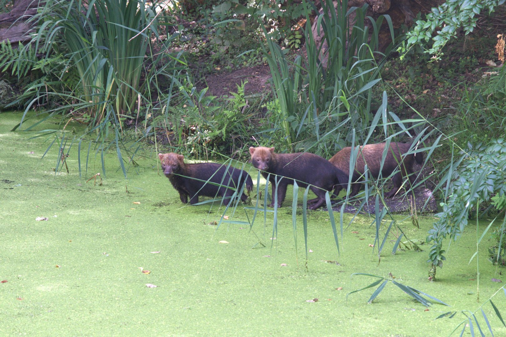Bush Dog (Speothos venaticus)