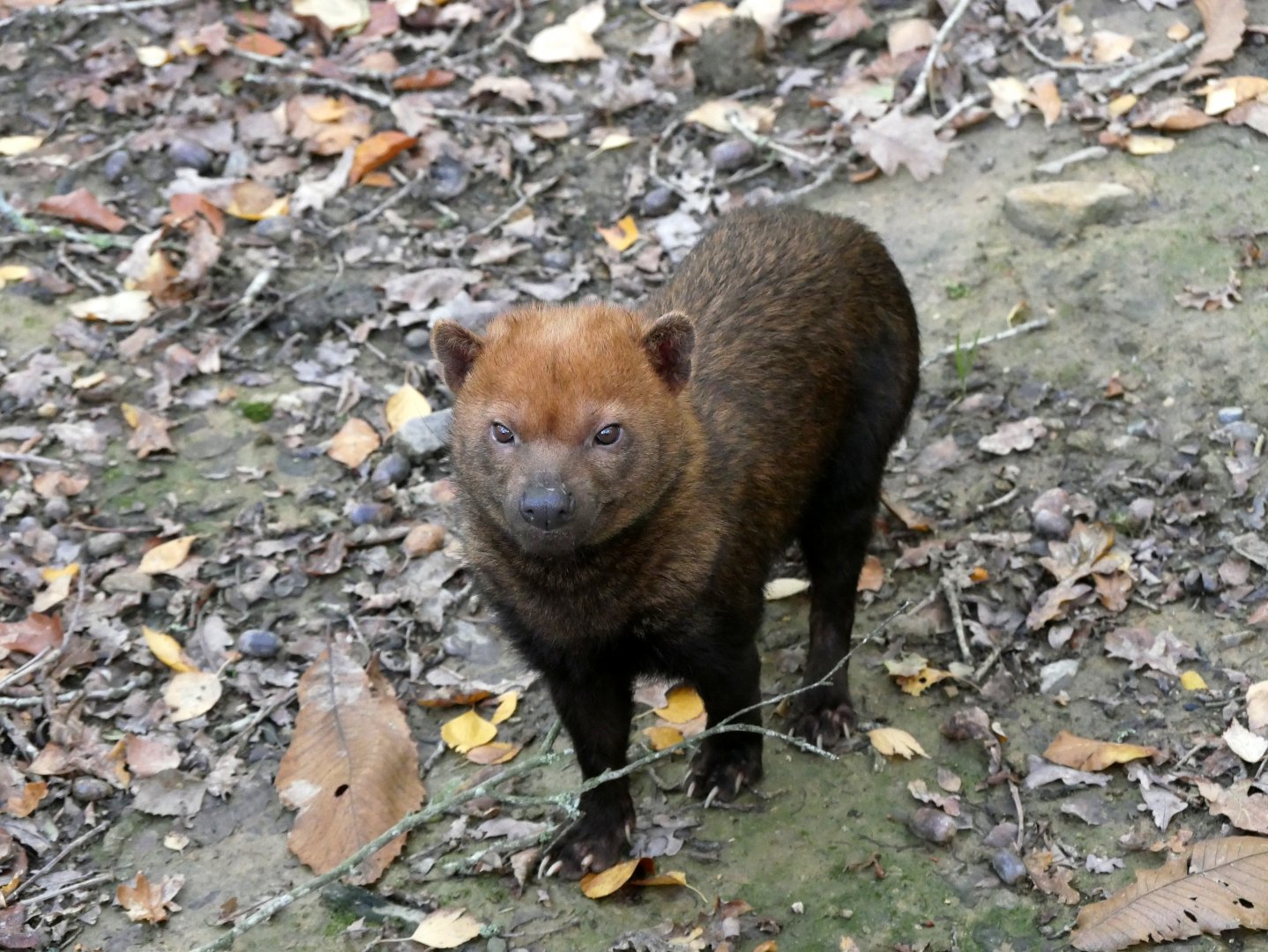 Bush dog (Speothos venaticus)