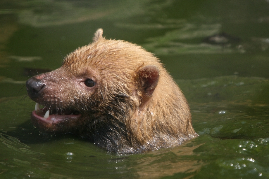Bush dog swimming #1