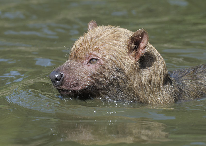 Bush dog swimming