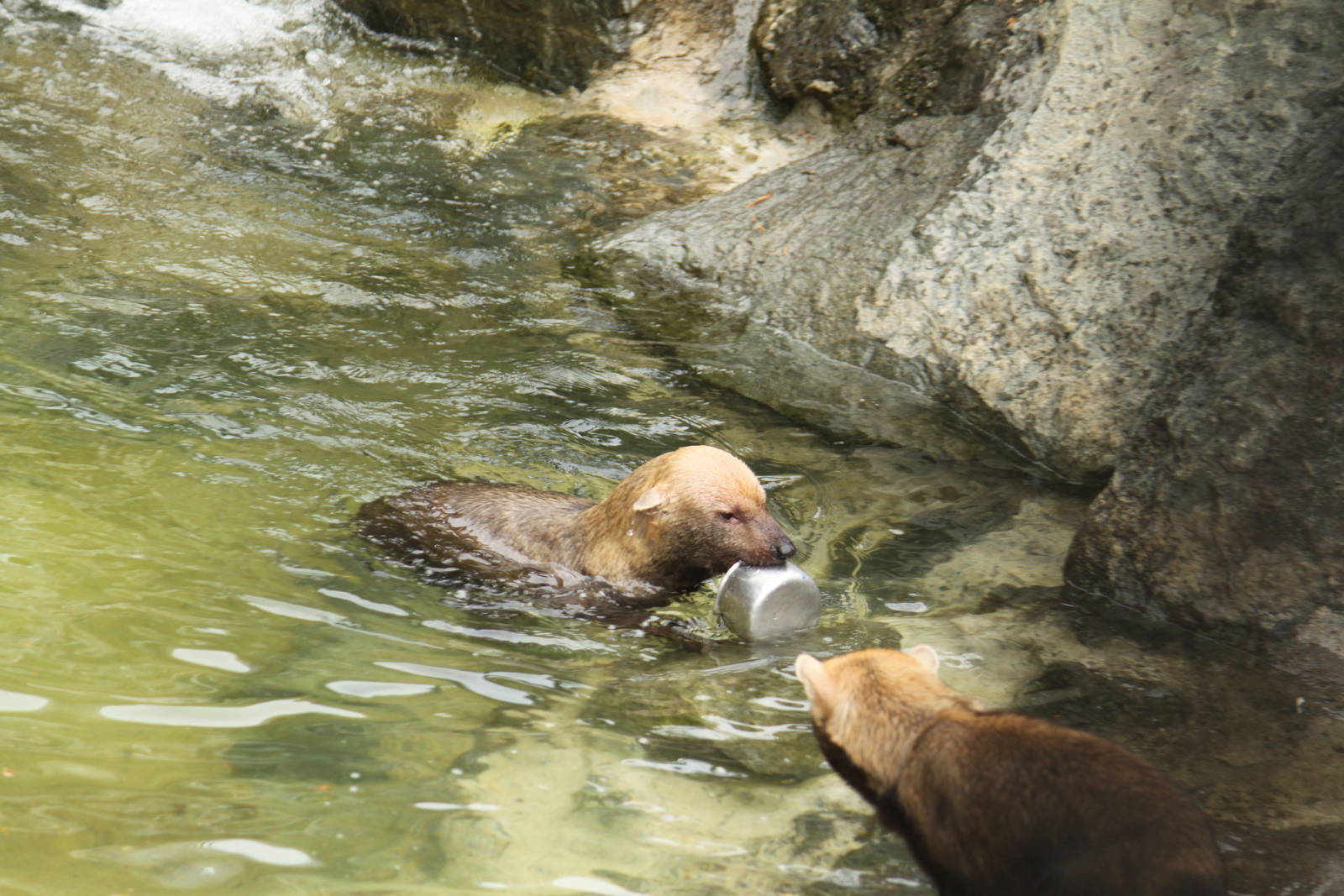 Bush Dog Swimming