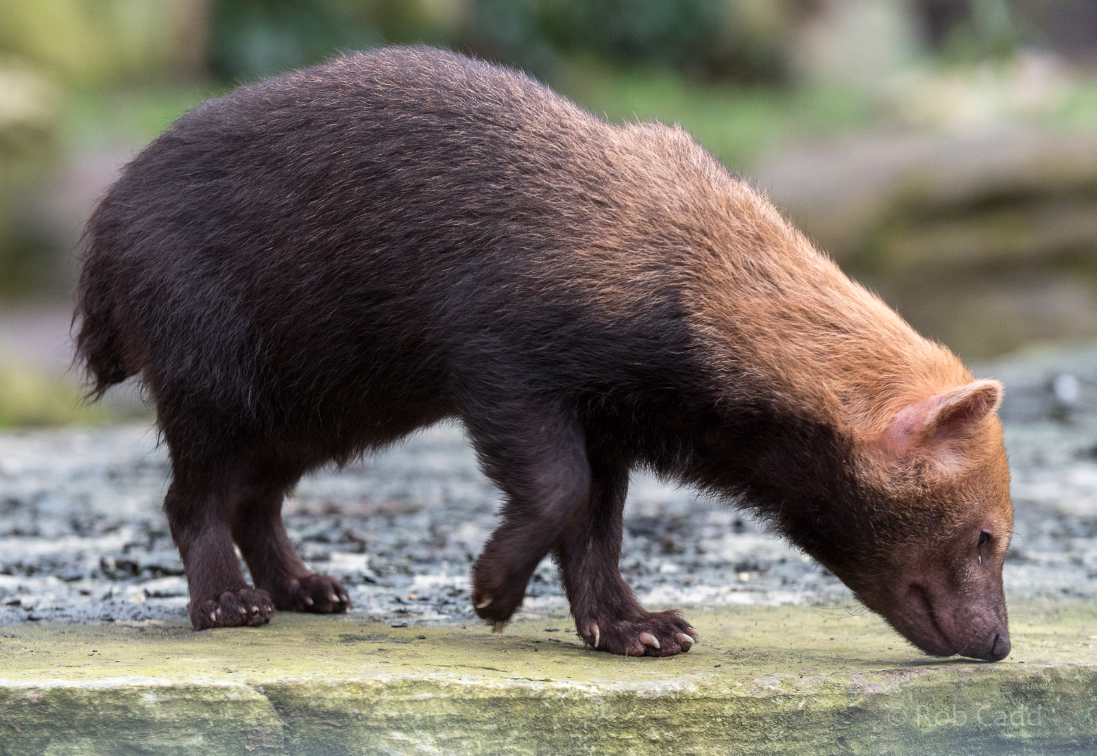Bush dog : Twycross : 18 Mar 2017
