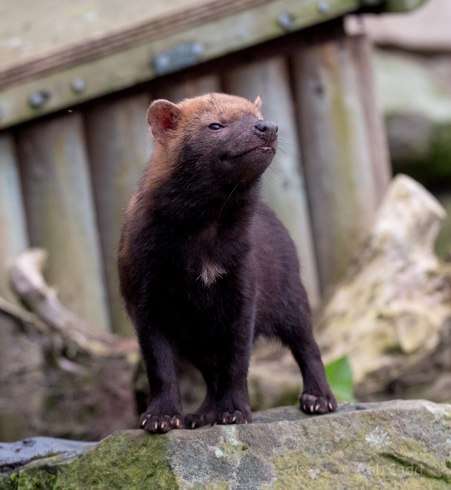Bush dog : Twycross : 18 Mar 2017