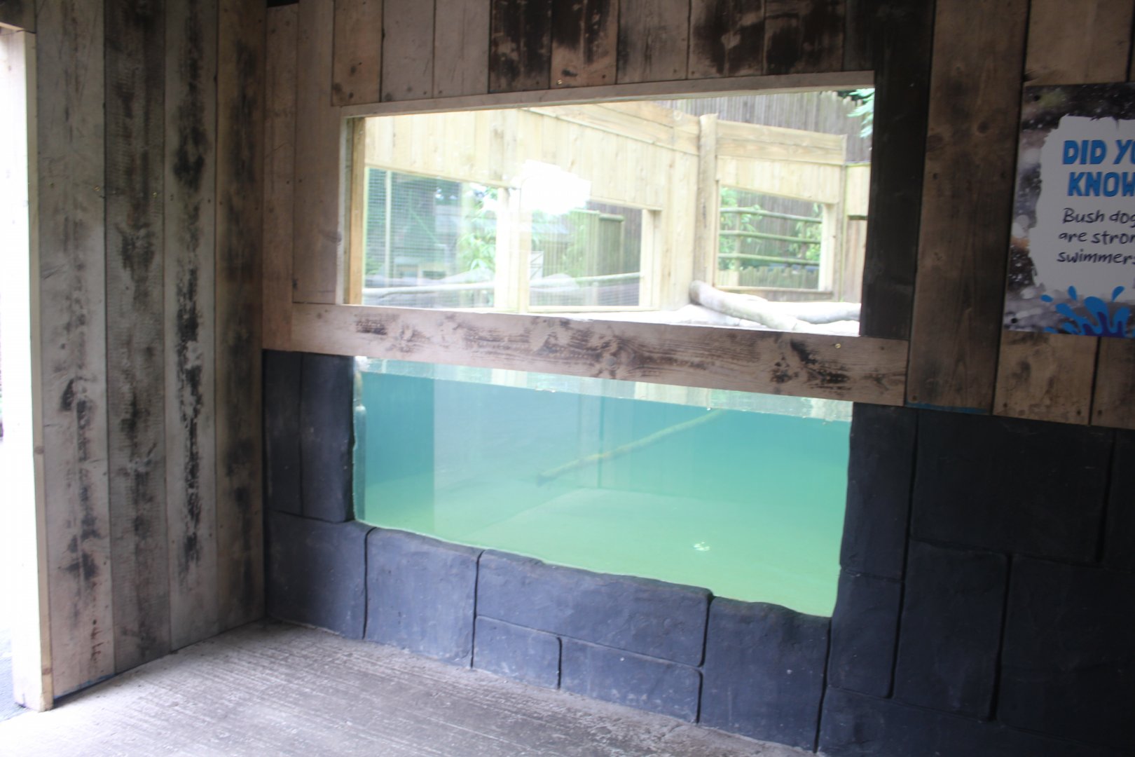 Bush Dog Underwater Viewing Dudey Zoo 5th June 2024