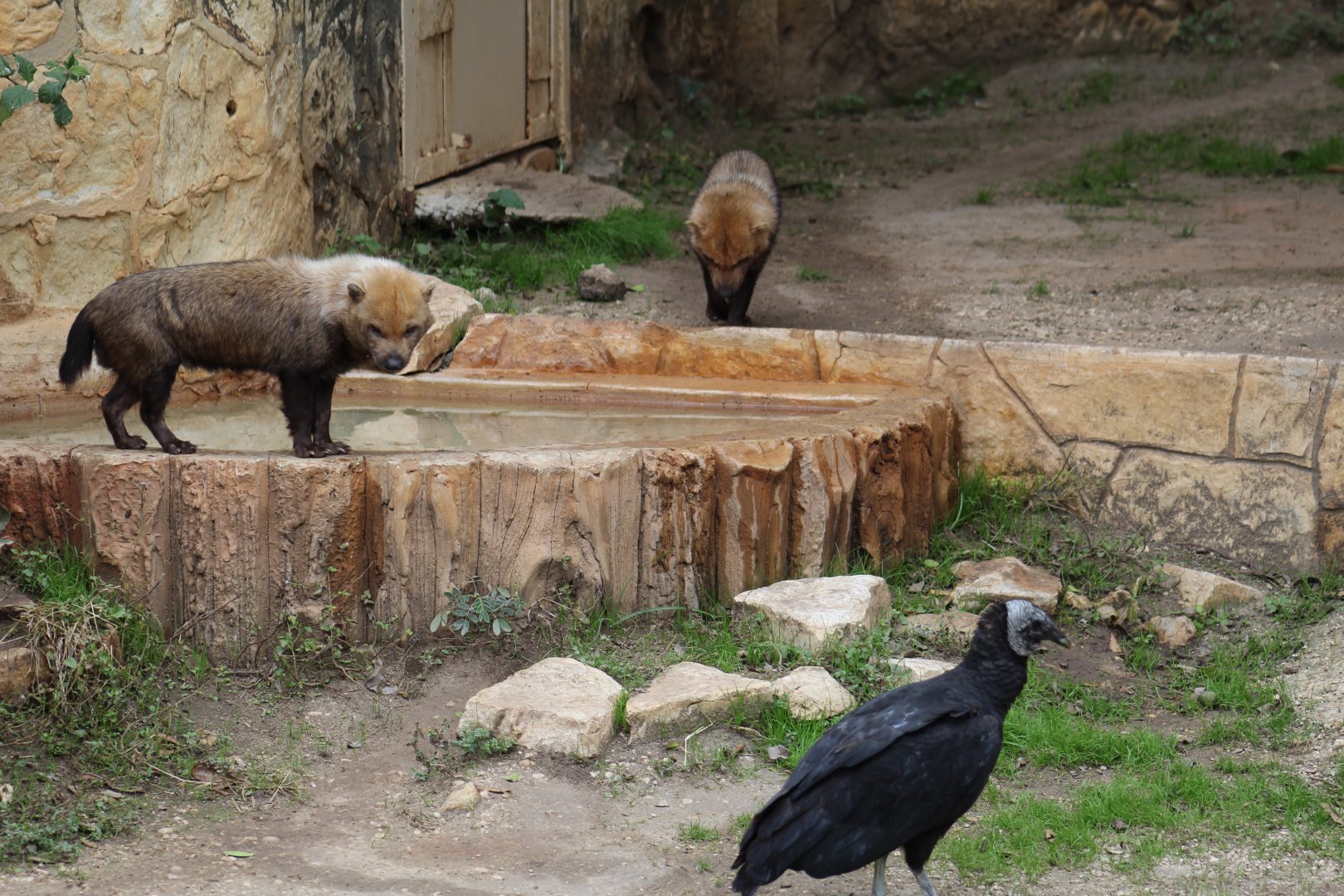Bush Dog & Wild Vulture
