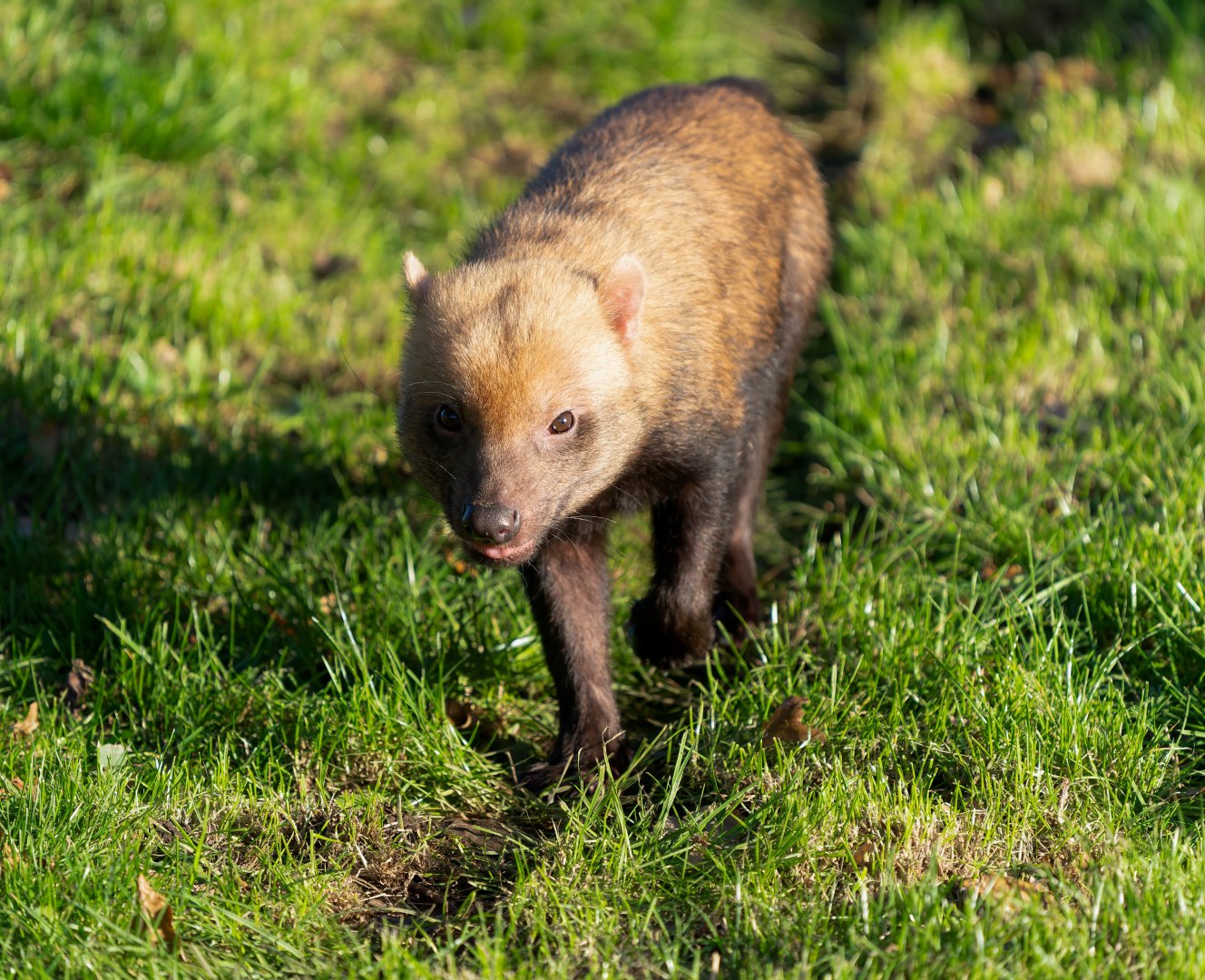 Bush dog, YWP, UK