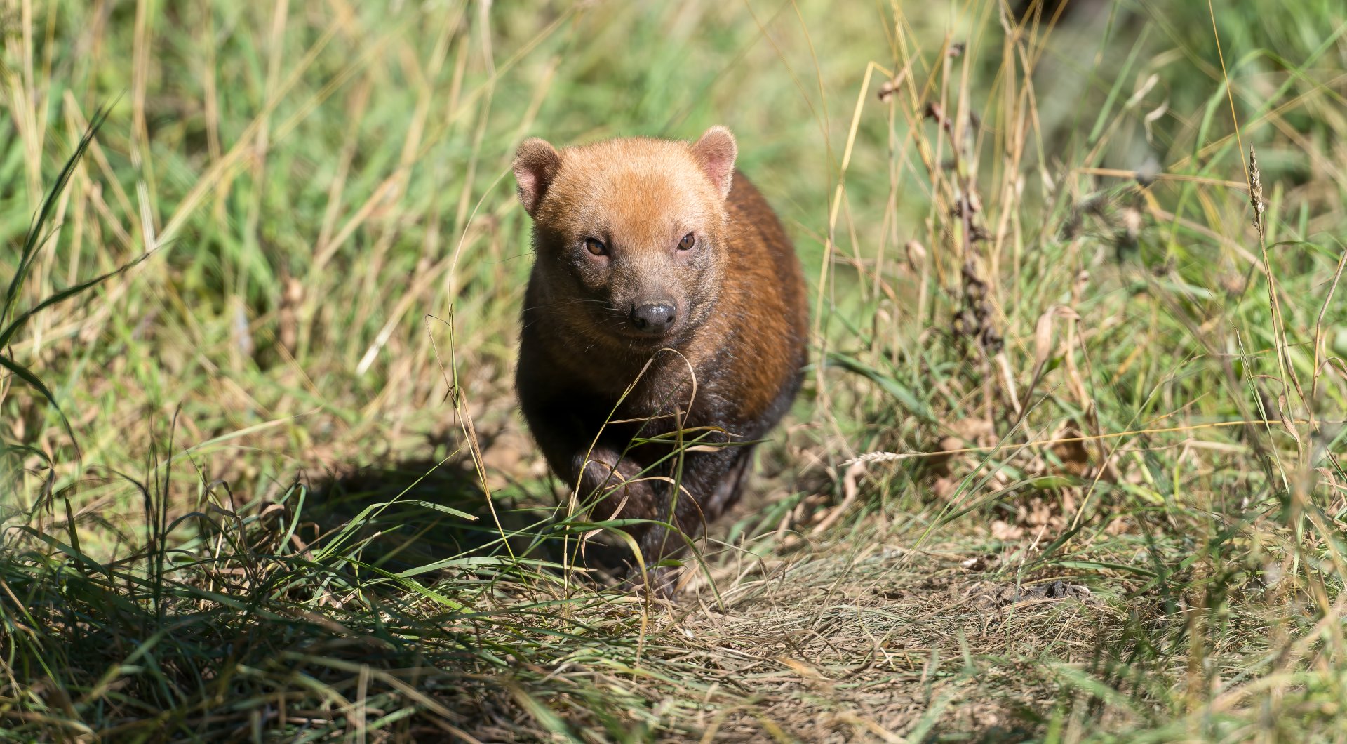 Bush dog, YWP, UK