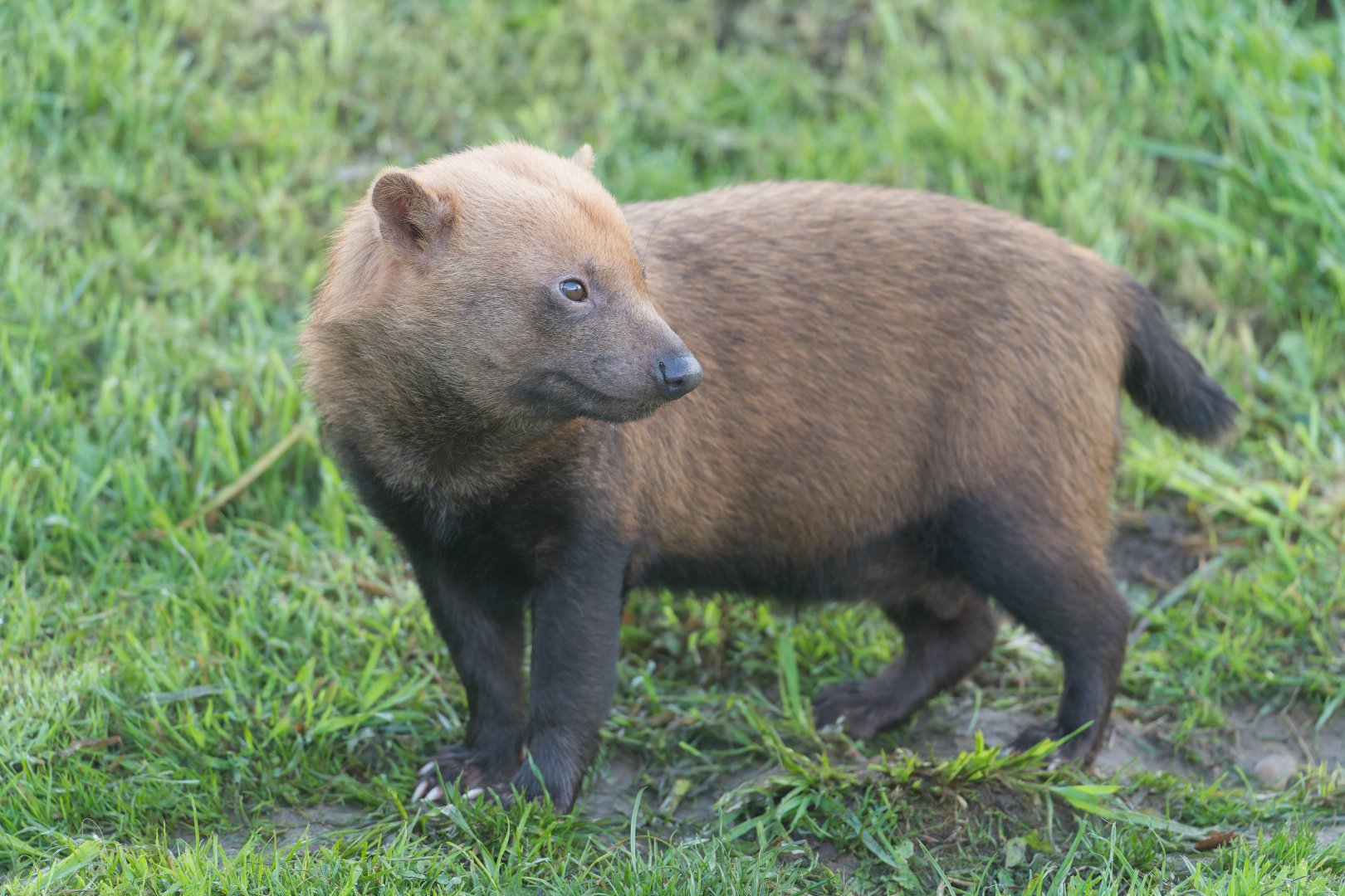 Bush Dog, YWP, UK