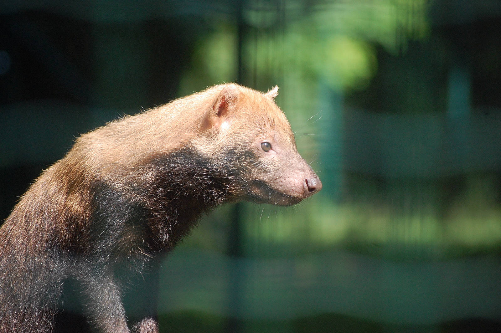 Bush Dog