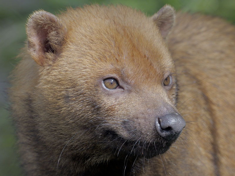 Bush dog