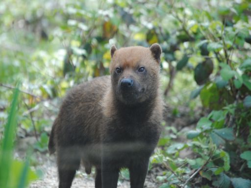Bush dog