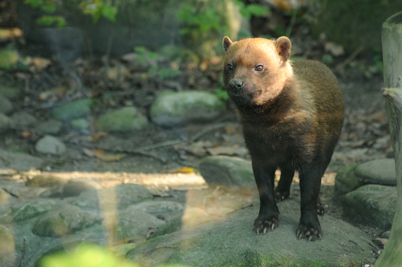 Bush dog