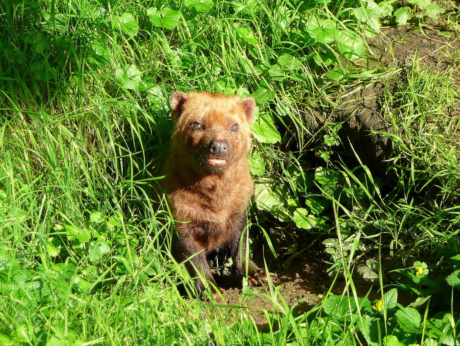 Bush dog