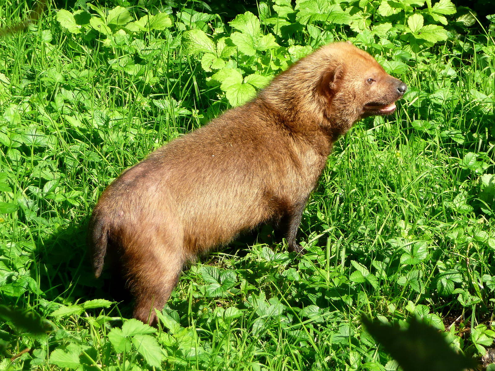 Bush dog