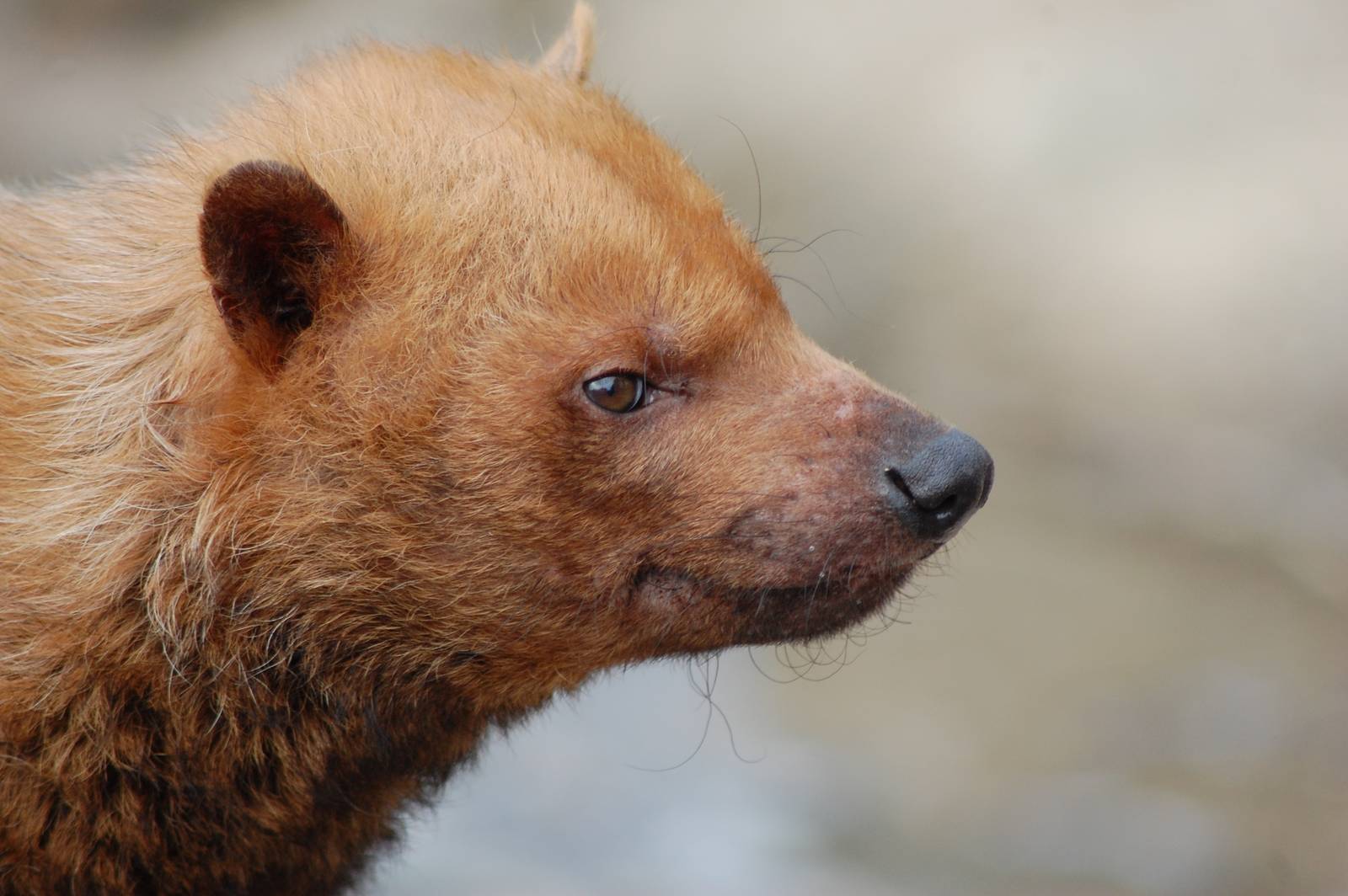 Bush Dog