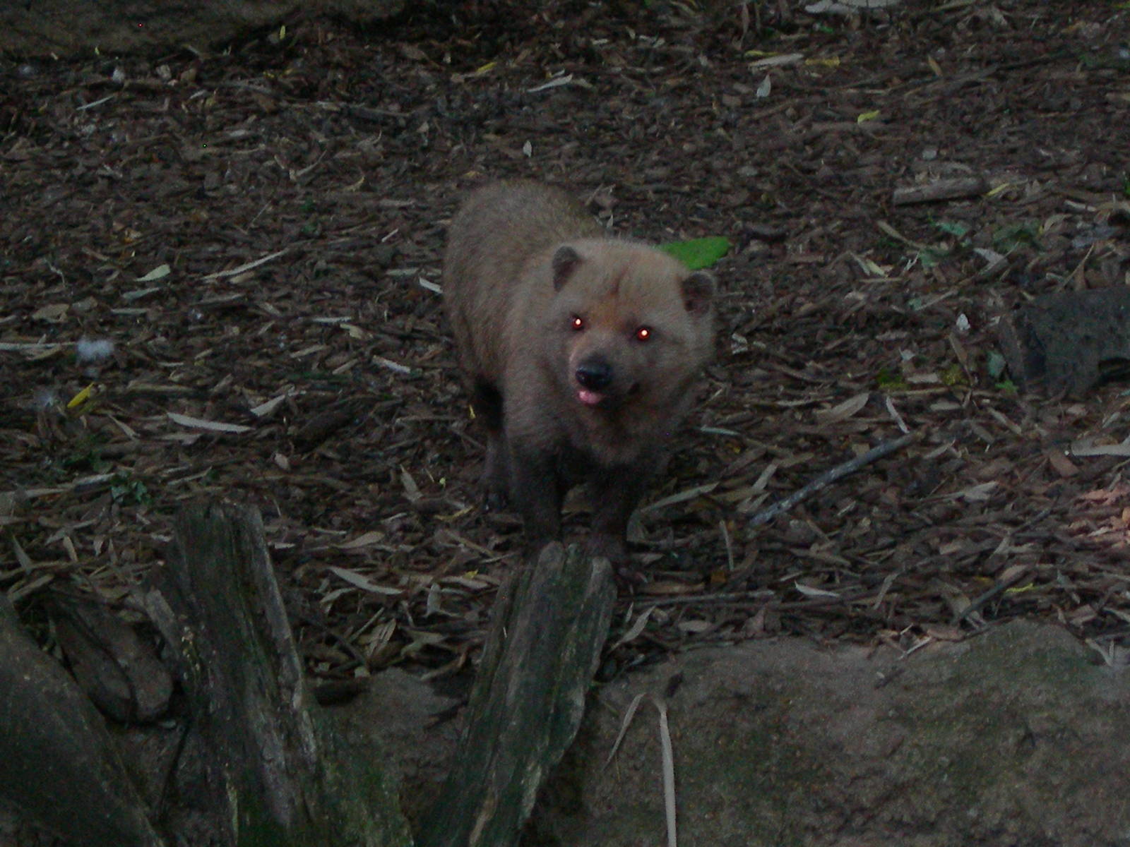 Bush Dog