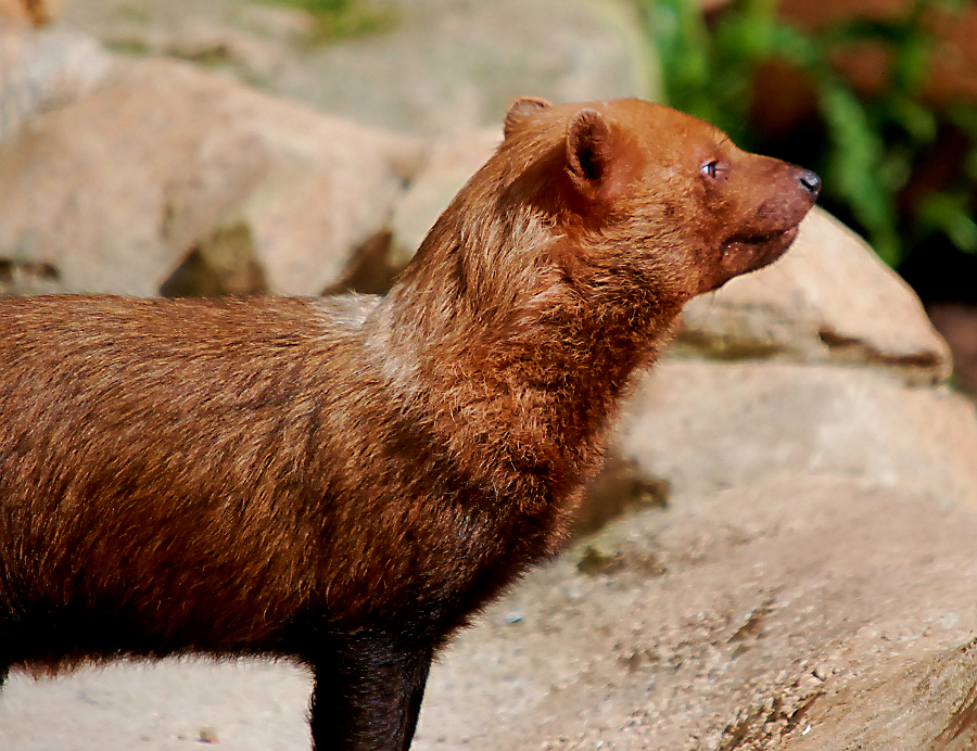 BUSH DOG
