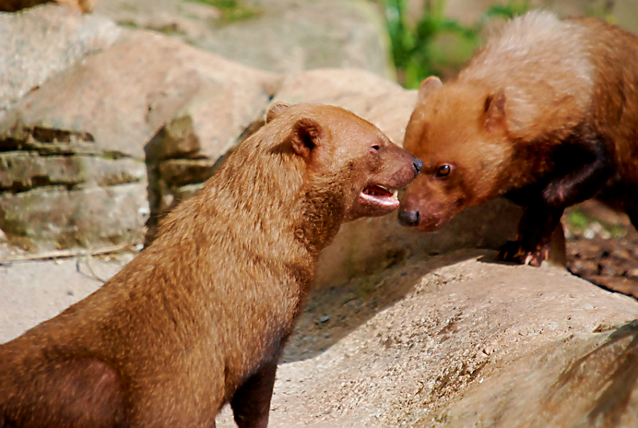 BUSH DOG